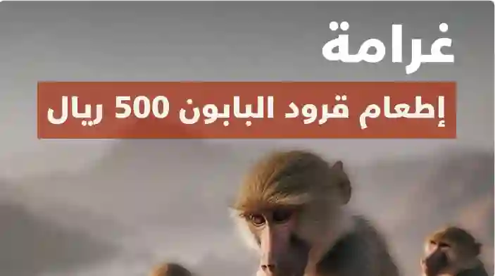 غرامة 500 ريال لكل مواطن أو مقيم يقترب من هذا الحيوان المنتشر