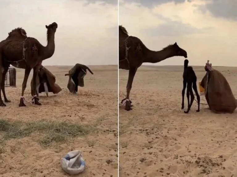 شاهد ردت فعل ناقة حاول شباب اختطاف صغيرها 