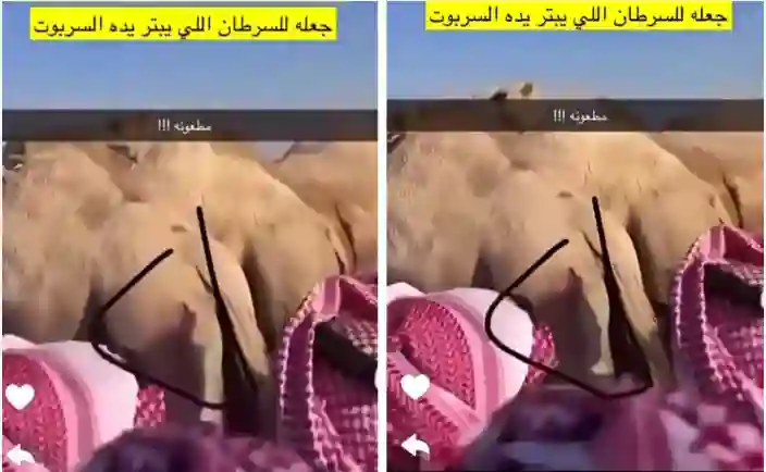 الفيديو الكامل لحظة طعن ناقة غازي الذيابي 